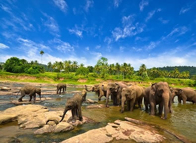 Parque Nacional de Yala