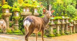 De Tokio a Kioto