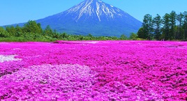 Ruta por Hokkaido y Tokio