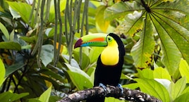 Tortuguero, Arenal, Monteverde y Guanacaste