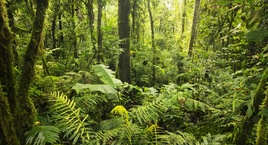 Tortuguero, Caribe, Arenal, Monteverde y Guanacaste