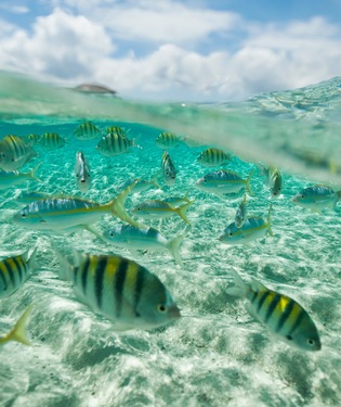 Cayo Arena