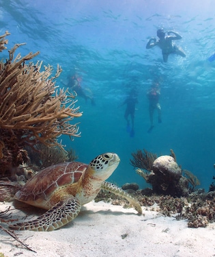 Bucea en Cozumel, el paraíso del submarinismo