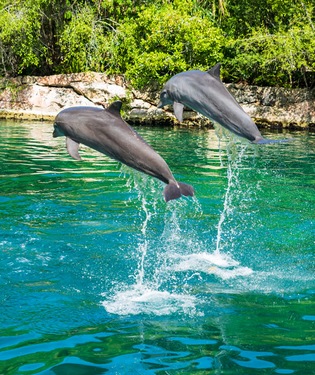 Xel Ha