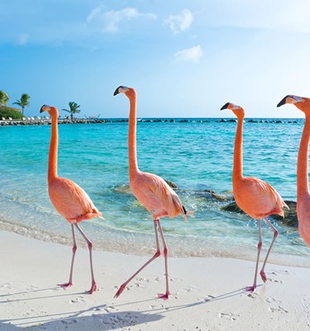 Oranjestad (Aruba)